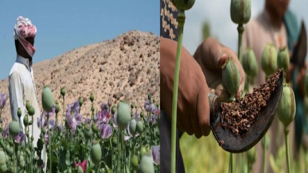 OPIUM new 2 - Dayitva Media