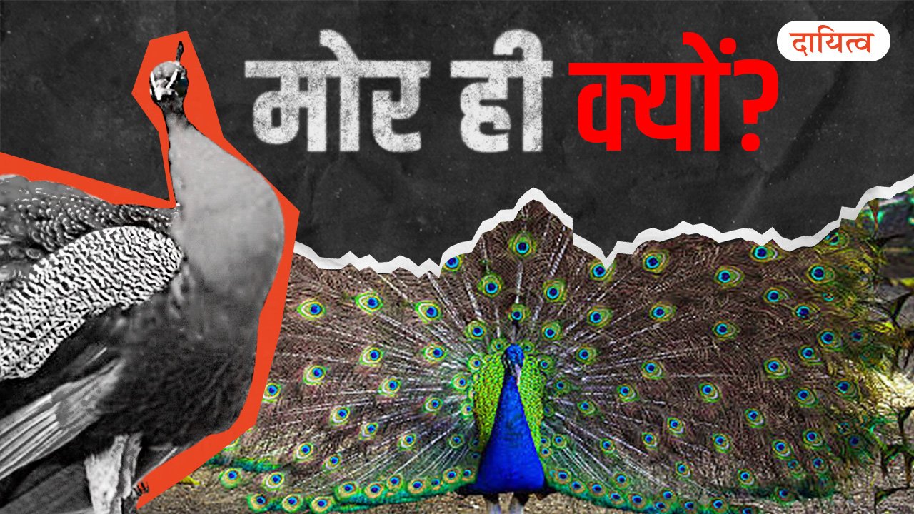 Dayitva Media India National Bird Peacock Interesting Story