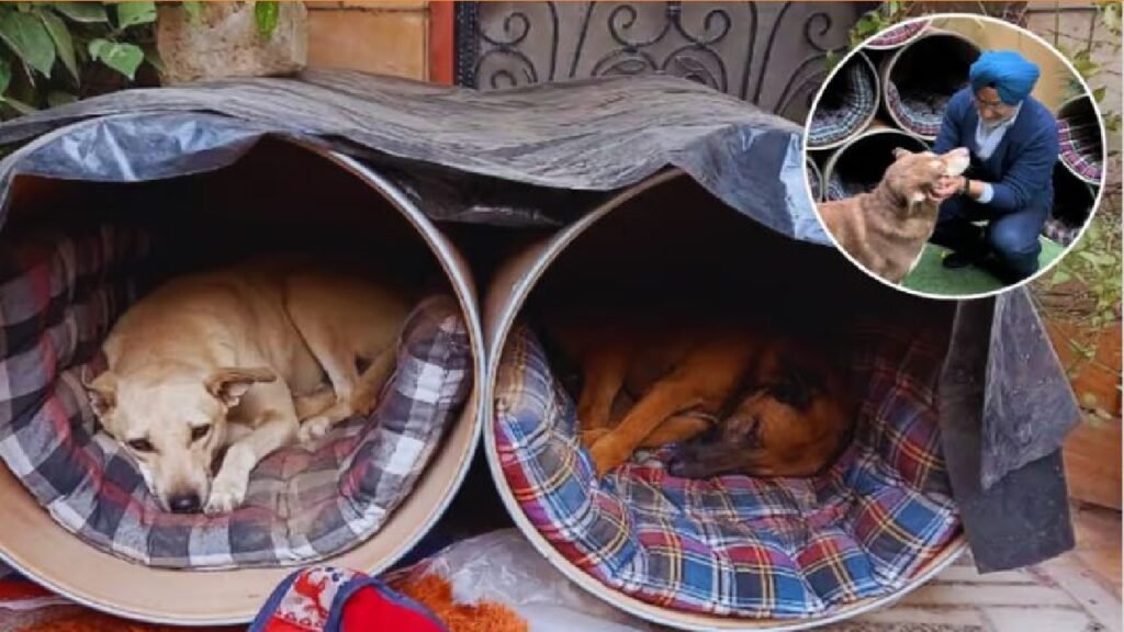 Dog Shelter Mission - Dayitva Media